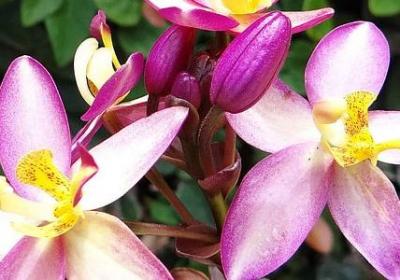 香槟花语是什么