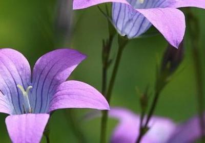 雏菊花花语