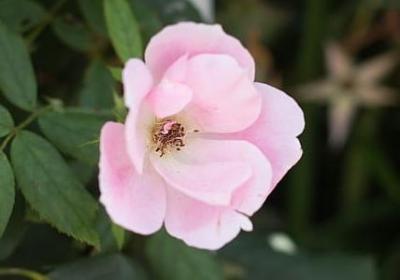 非洲凤仙花