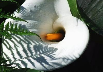 风信子开完花后怎么处理