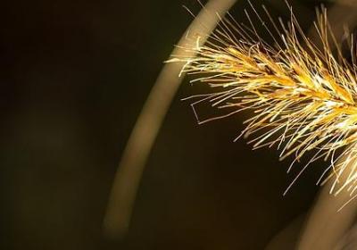 青苹果竹芋