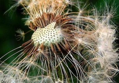 风信花花语