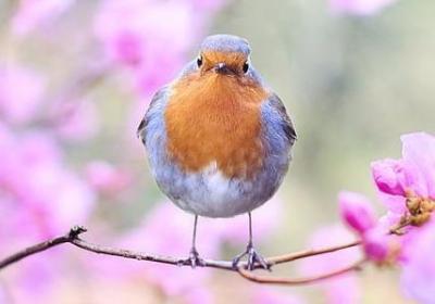 风信子能开几次花