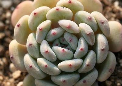香槟金玫瑰花语