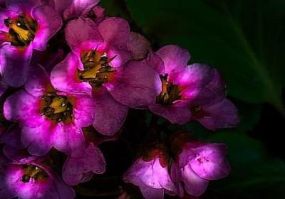 风铃花语