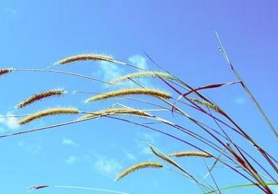风铃草花语