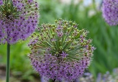 食人花花语