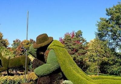 附地菜花语