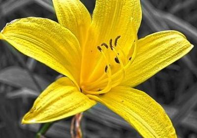 香槟玫瑰花语