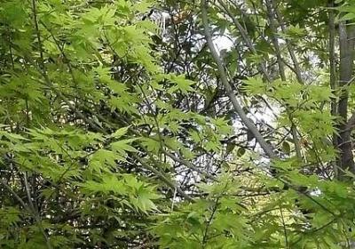 香槟玫瑰的花语是什么意思