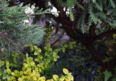 韭菜种植时间及方法