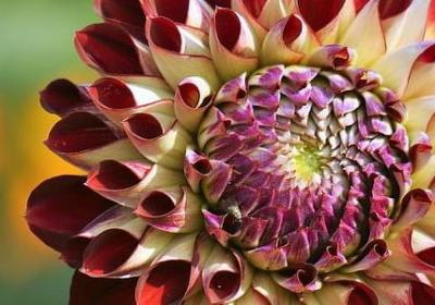 香芋是什么