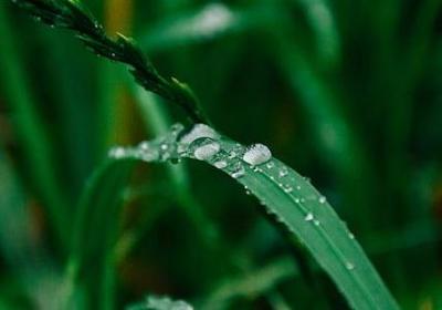 阳台种草莓