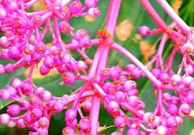 雪莲果种植