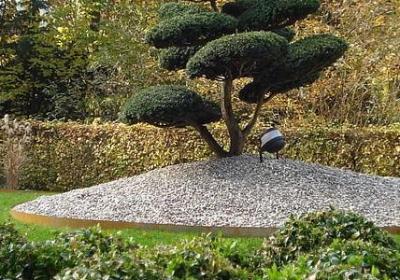 雏菊 花语