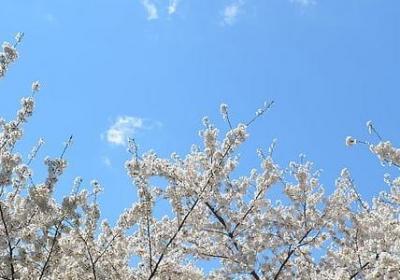 香槟玫瑰花的花语是什么