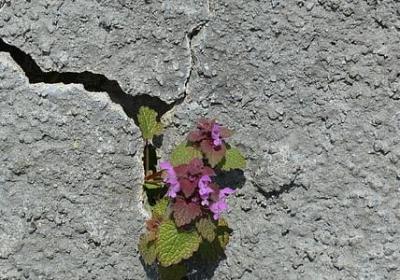 霓裳花语