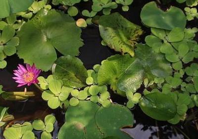 马齿苋花语