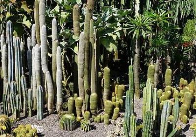 魔芋种植技术