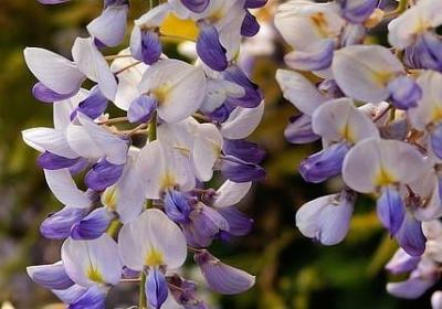 马兰花花语
