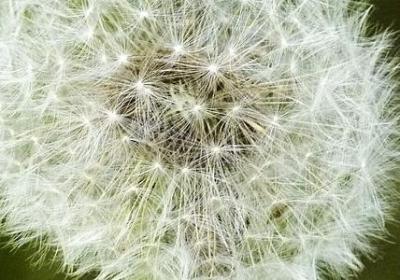 魔芋的功效与作用