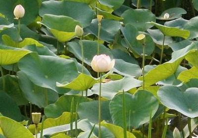 鬼针草的功效