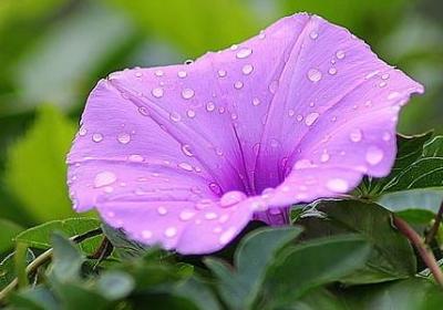 马蹄花的花语