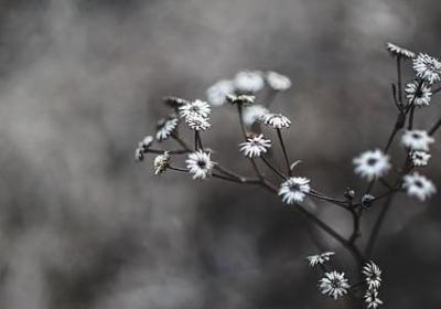 马蹄莲 花语