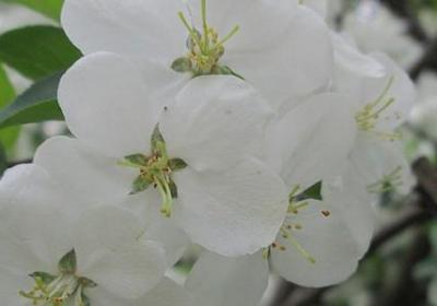 高梁高产栽培技术