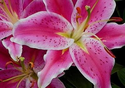 香菜又叫什么