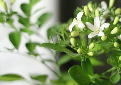 香菜怎么做好吃