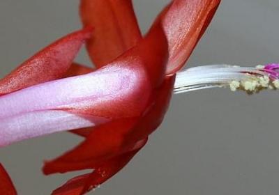 马铃薯发芽