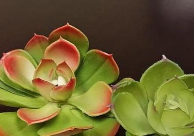 魔芋的作用与功效