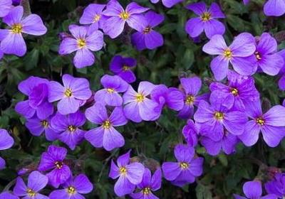 魔芋和芋头一样吗