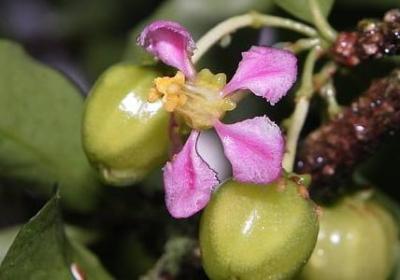 香菜怎么摘