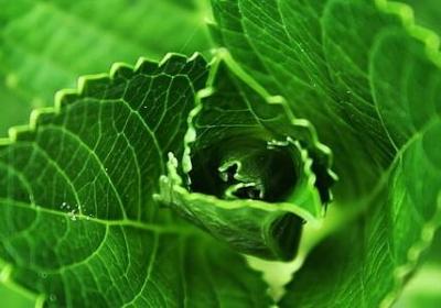 马栗是什么植物