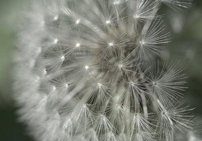 香蕉一年收获几次