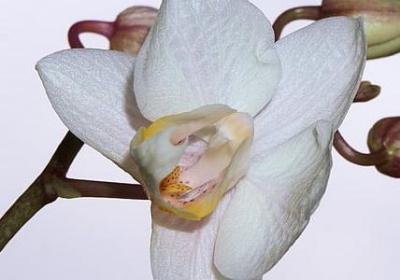 马鞭草花语