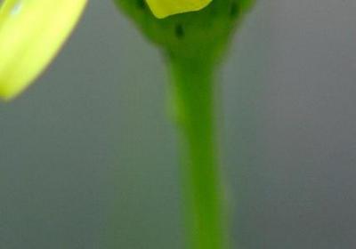 香菇多少钱一斤