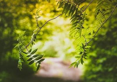 马兰花语