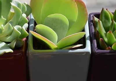 马蹄是什么