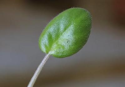 鱼腥草和折耳根