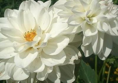 高山槐花开