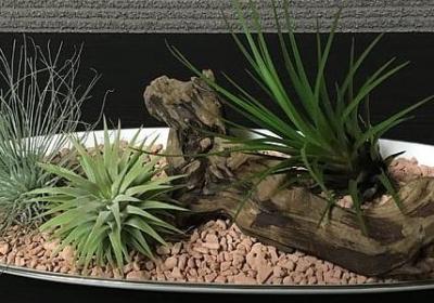 马蹄和荸荠一样吗