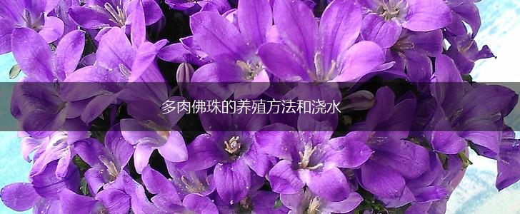 多肉佛珠的养殖方法和浇水,第1张