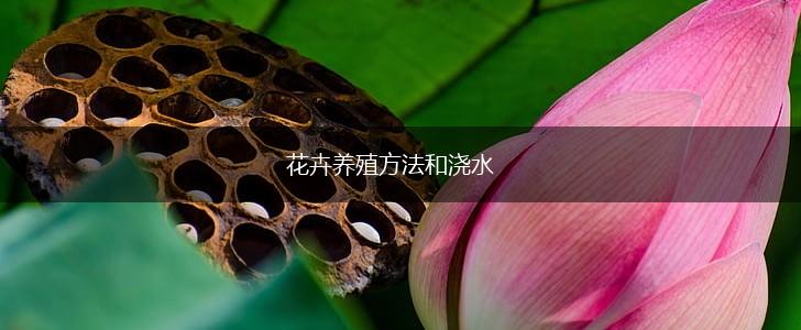 花卉养殖方法和浇水,第1张