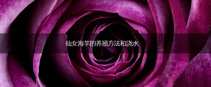 仙女海芋的养殖方法和浇水,第1张