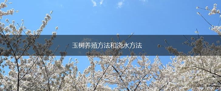 玉树养殖方法和浇水方法,第1张