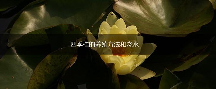 四季桂的养殖方法和浇水,第1张