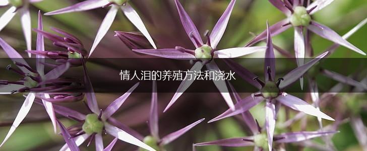 情人泪的养殖方法和浇水,第1张